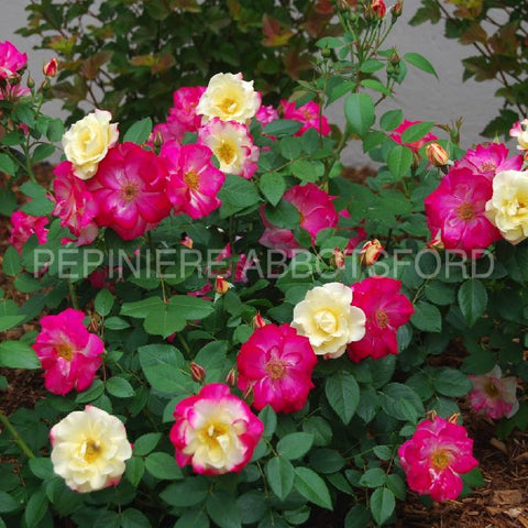 Rosier rustique "Campfire"