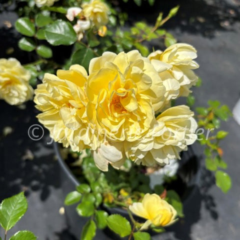 Rosier "Vigorosa sunrise"