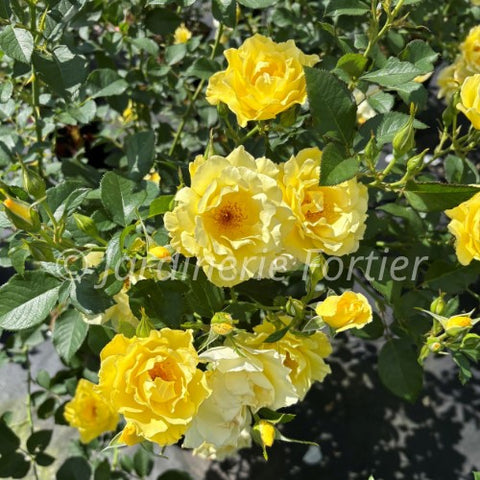 Rosier rustique "Yukon Sun"