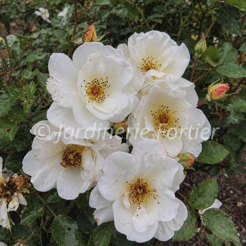 Rosier "Oscar Peterson"