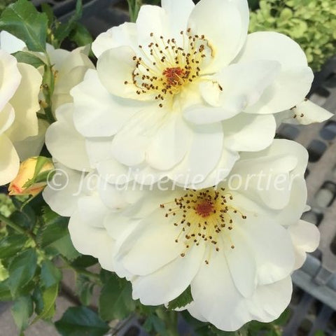 Rosier "Oscar Peterson"