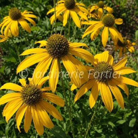Rudbeckie nitida "Herbstsonne"