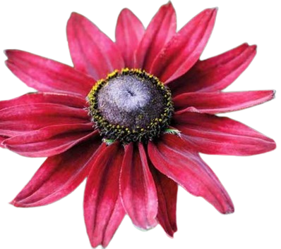 Rudbeckia "Cherry Brandy"