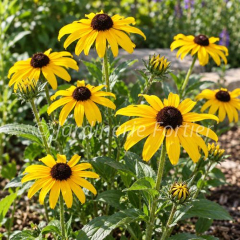 Rudbeckia "American gold rush"