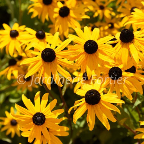 Rudbeckie fulgida "Goldsturm"