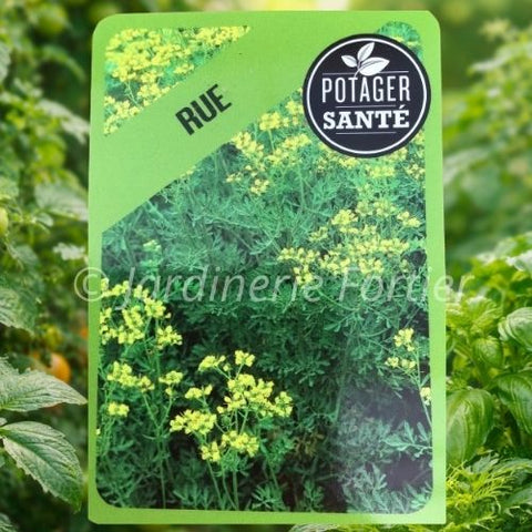 Rue / Potager Santé