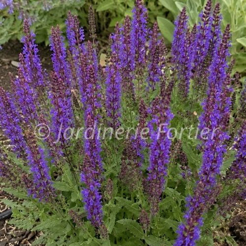 Salvia "Violet Riot"
