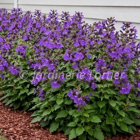 Salvia vivace mauve – Plante emblématique 2026 du Lac William