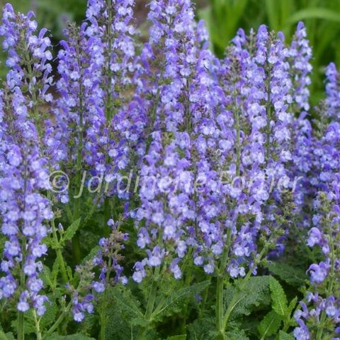 Salvia Color Spires "Azure Snow"