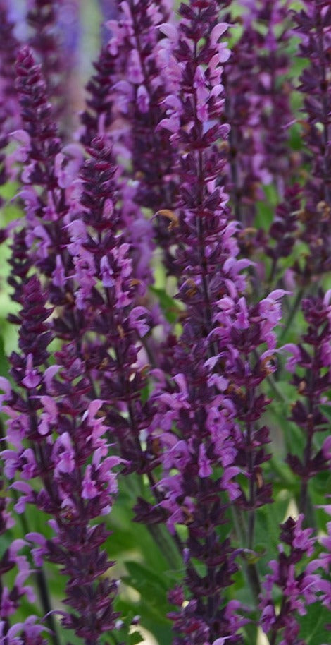 Salvia "Bumbleberry"