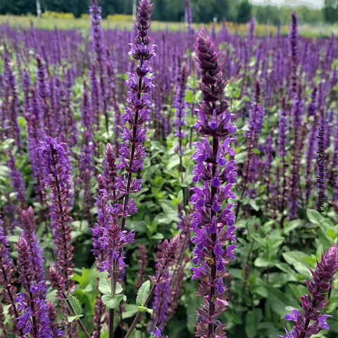 Salvia "Caradonna"