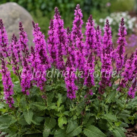 Salvia "Rose Marvel"