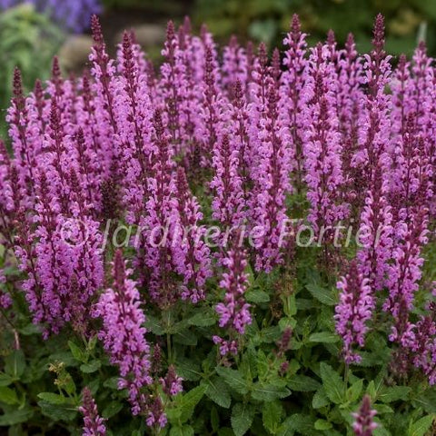 Salvia nemorosa "Pink Profusion"