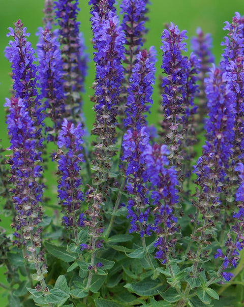 Salvia "Nemorosa Blue Bouquetta"