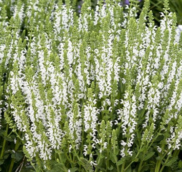 Salvia "White Profusion"