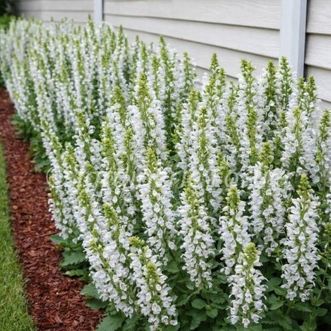 Salvia "Nemorosa White"