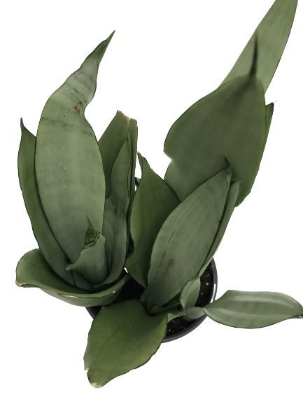 Plante d'intérieur "Sansevieria Moonshine"