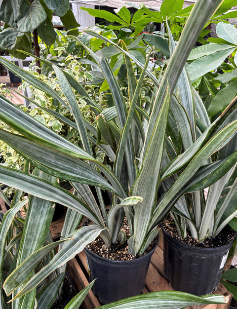 Plante d'intérieur "Sansevieria Marlowe"