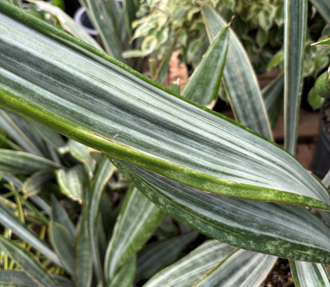 Plante d'intérieur "Sansevieria Marlowe"