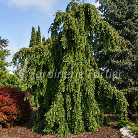 Sapin "Alba Green Spiral"