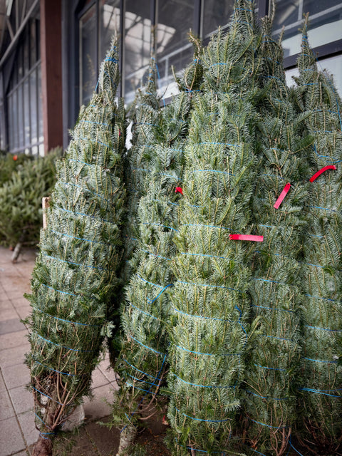 Sapin de Noël Naturel Cultivé - Qualité Premium
