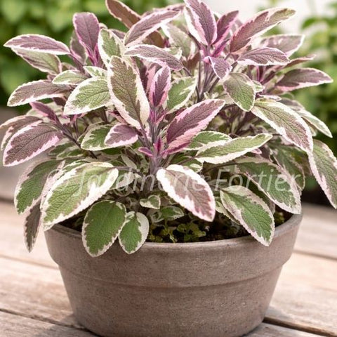 Sauge tricolore / Potager Santé