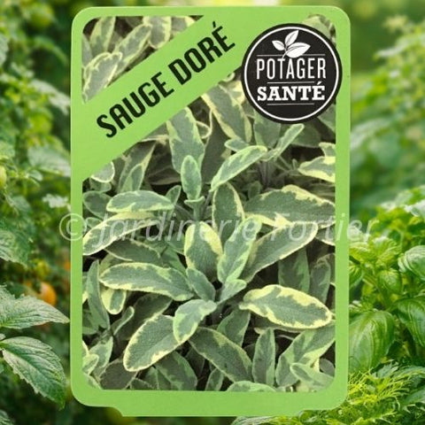 Sauge Dorée / Potager Santé