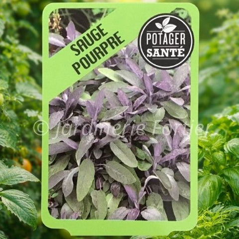 Sauge Pourpre / Potager Santé