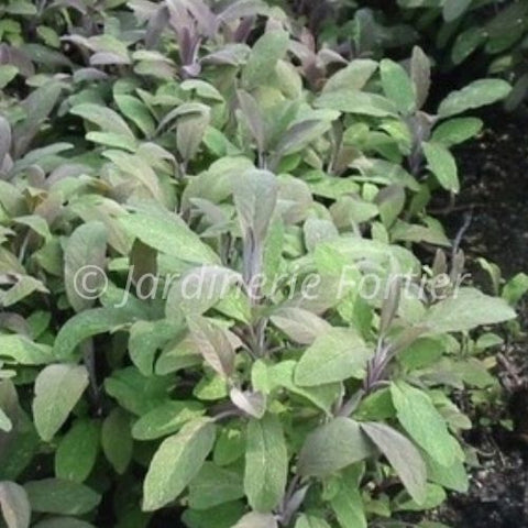 Sauge Pourpre / Potager Santé