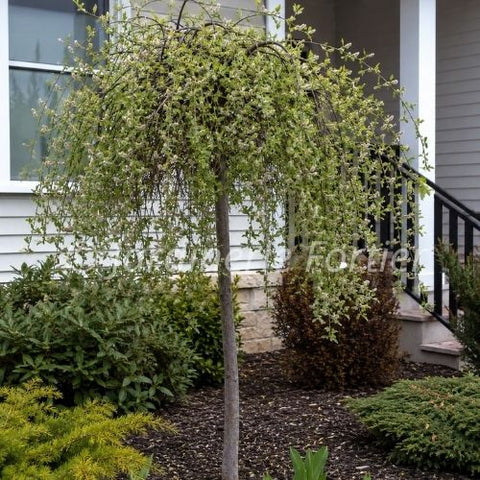 Saule "Caprea Pendula Tortuosa"