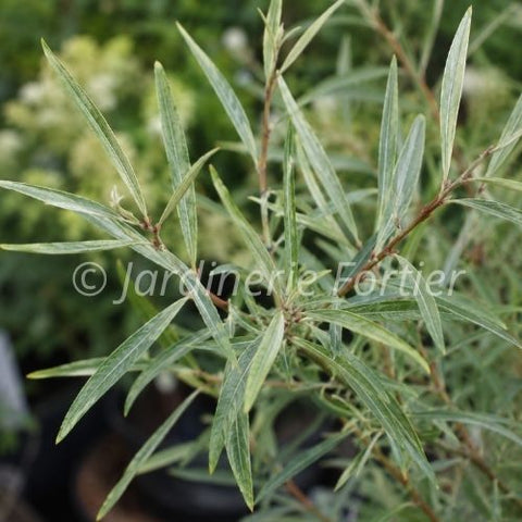 Saule Arctique "Gracilis"