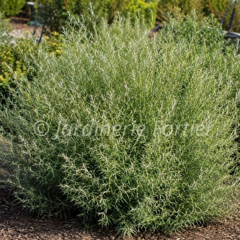 Saule Arctique "Gracilis"