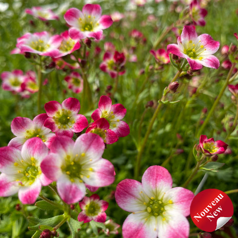Saxifraga "Marto Red Picotee"