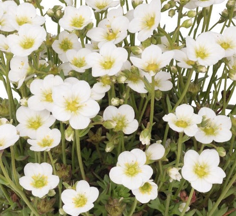 Saxifraga "Scenic White"