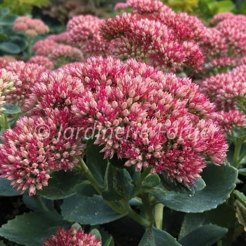 Sédum spectabile "Autumn Fire"