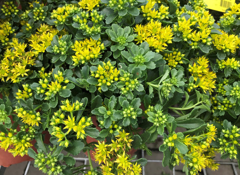 Sedum "Little Miss Sunshine"