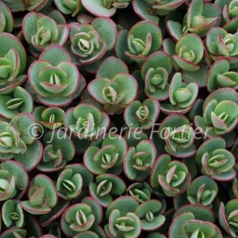 Sédum "Lime Zinger"