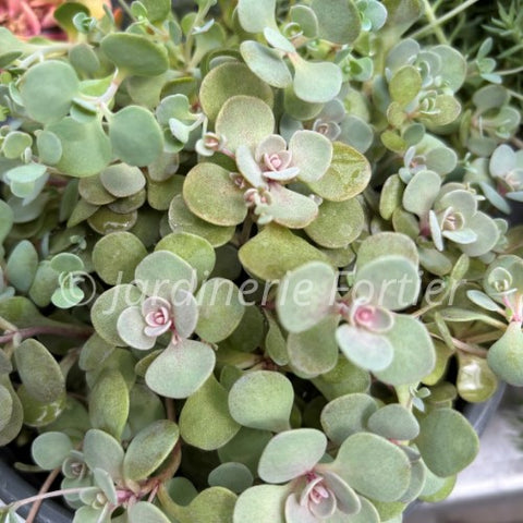 Sédum "Dazzleberry"