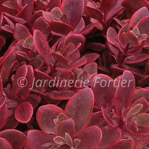 Sédum "Sunsparkler Wildfire"