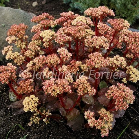 Sédum "Peach Pearls"