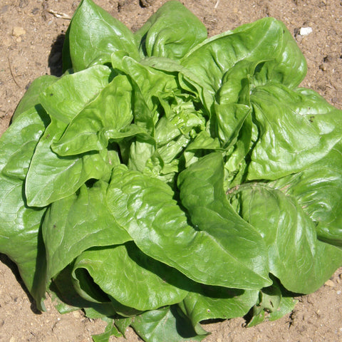 Semence "Laitue feuille Deer Tongue" - Bio - Écoumène