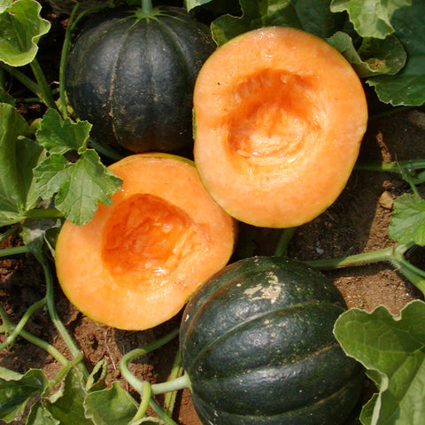 Semence "Melon noir des carmes" - Bio - Écoumène