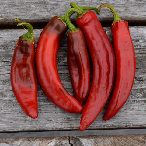 Semence "Piment paprika Hongrois" - Bio - Écoumène