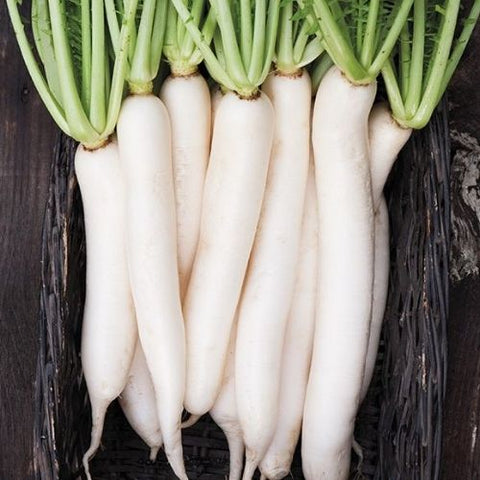 Semence "Radis Daikon" - Bio - Écoumène
