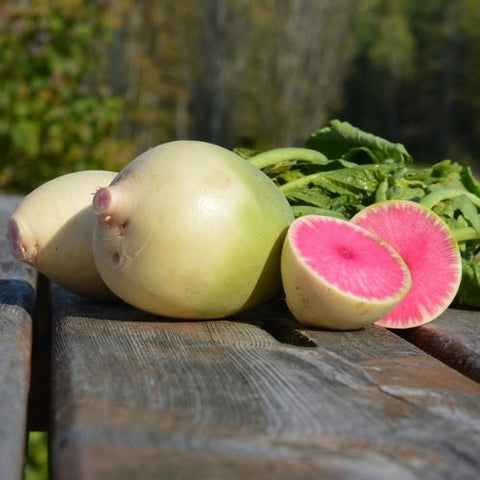 Semence "Radio melon d'eau" - Bio - Écoumène