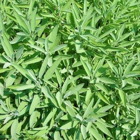 Semence "Sauge officinale" - Bio - Écoumène