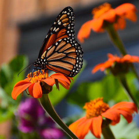Semence "Tithonia mexicain" - Bio - Écoumène