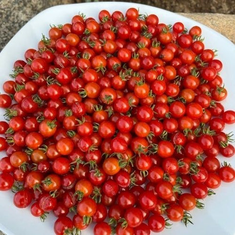 Semence "Tomate cerise Spoon" - Bio - Écoumène