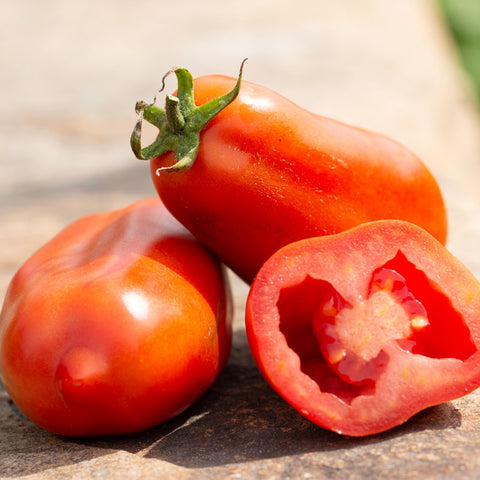 Semence "Tomate italienne San Marzano" - Bio - Écoumène