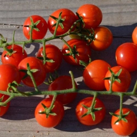 Semence "Tomate cerise Peacevine" - Bio - Écoumène